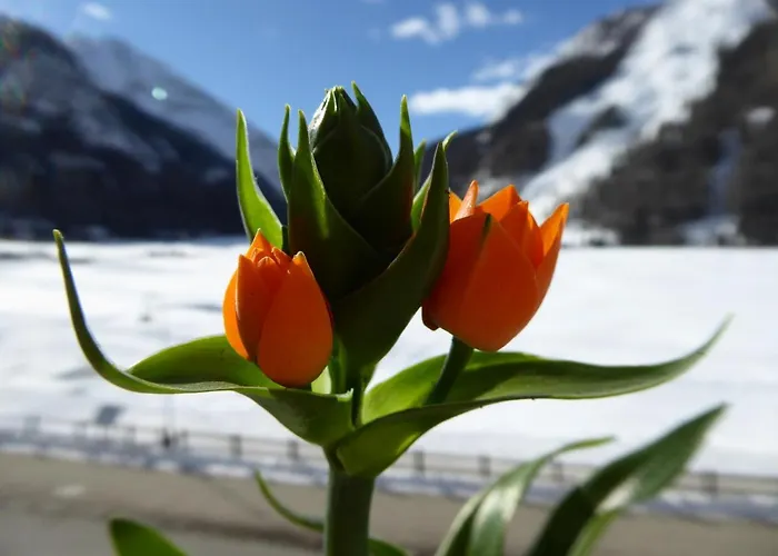 La Maison De Chouflette דירה קונייה